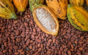 En veinte años el cacao podría estar a la altura de la caficultura: Fedecacao