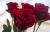 Flores más ‘verdes’ en San Valentín: la intimidad en su producción