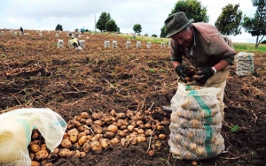 Agrodigital incursiona en Brasil: Iniciativa colombiana en cosecha