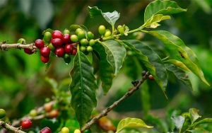 Renovación y Conpes, estabilización de precios y fortalecimiento del café