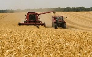 Ministerios de Rusia y EEUU entran en una batalla por la cosecha del trigo
