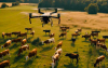 Inteligencia Artificial uruguaya ayuda a pesar ganado mediante drones