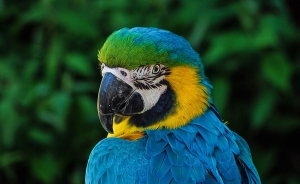 Aves colombianas traficadas ya tienen su huella genética