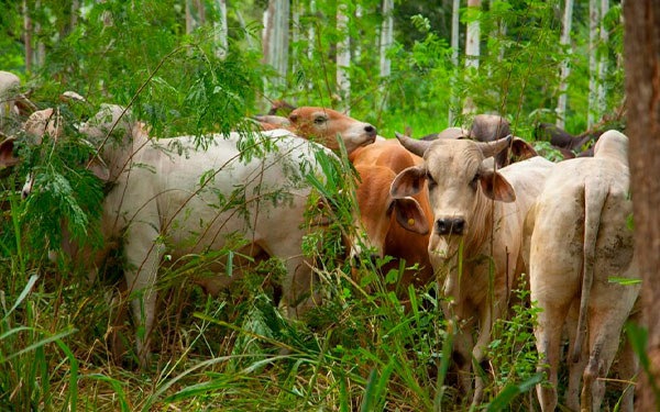 Sello Ambiental Ganadero abrir&aacute; nuevos mercados para Colombia