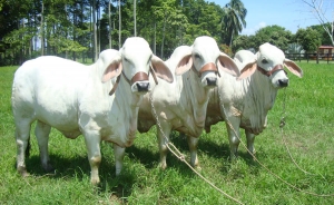 Mejoramiento genético, la apuesta de la ganadería colombiana
