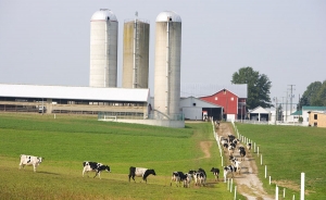 Sector lechero lanza S.O.S por aumento de importaciones lácteas