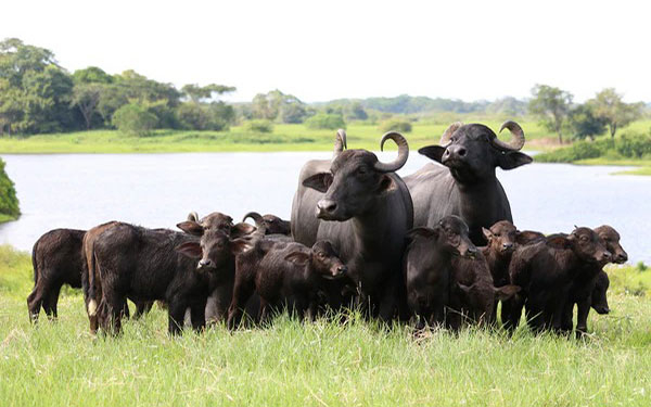 El b&uacute;falo, gran aliado del campesino y el desarrollo rural: Asob&uacute;falos