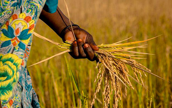 África y América alistan cumbre para impulsar cooperación agroalimentaria