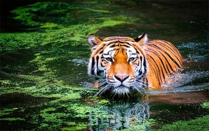 El Tigre celebra su día en medio de la más grande amenaza