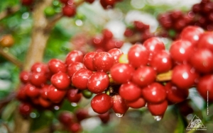 FNC ajusta factor de rendimiento para liquidar precio de compra del café