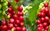 Producción de café colombiano crece 5% en lo corrido del año