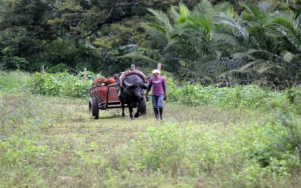 Sin competitividad, sectores agr&iacute;colas desaparecer&iacute;an: SAC