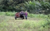 Sin competitividad, sectores agr&iacute;colas desaparecer&iacute;an: SAC