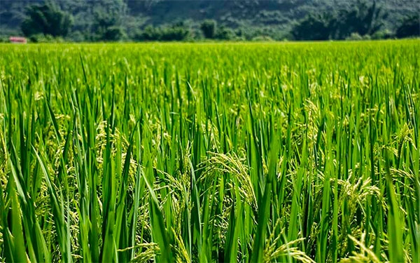 Consejo Nacional del Arroz reitera llamado para sembrar con total prudencia