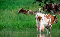 Exceso de lluvias pone en aprietos ganadería de leche: ANALAC