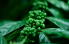 Mayores costos de producci&oacute;n opacaron navidad cafetera