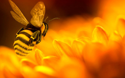Agricultores de Córdoba lamentan sistemática extinción de las abejas