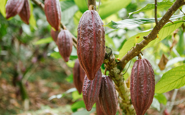 Colombia registró producción histórica de cacao