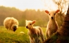 Sector ovino-caprino preparado para abastecer al país: Asoovinos