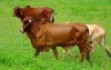 Por Vacas Locas, Brasil suspende exportación de carne bovina a China