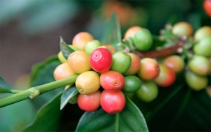 Producción de café de Colombia aumenta 4% en septiembre