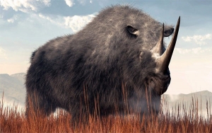Presentan rinoceronte lanudo de 20.000 años desenterrado en Siberia