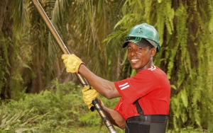 Aprobada versión estándar para certificación de aceite de palma sostenible