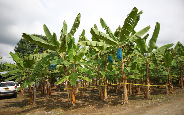 Bananeros colombianos siguen firmes en su lucha contra el Fusarium Raza 4 Tropical