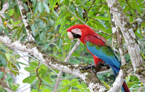 La amazonia en peligro