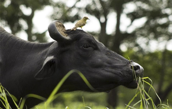 Más de 5,5 millones de bovinos y bufalinos inmunizados contra la fiebre aftosa