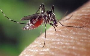 FAO se suma a la lucha contra el Zika en América Latina y el Caribe
