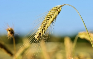 Cerealistas demandan recursos como arroz, pero no ven plata para el agro