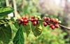 Caficultura en Colombia: Del clima y otras amenazas