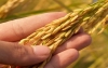 El mundo tiene Hambre y Colombia ofrece soluciones como arroz