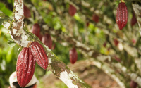 Pandemia generó especulación global y alteró precios de cacao