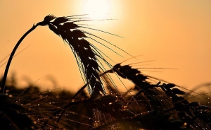 El cambio climático reduce el rendimiento del trigo en EEUU
