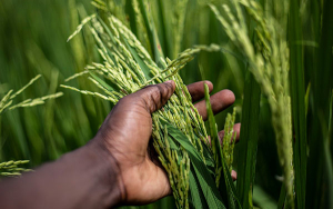 Piden no sobrepasar área cultivada para evitar desplome en el precio del arroz