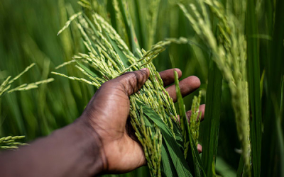 Piden no sobrepasar &aacute;rea cultivada para evitar desplome en el precio del arroz