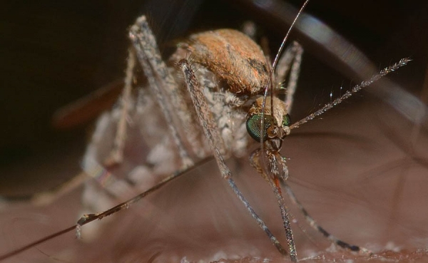 En M&eacute;xico aprueban primera vacuna contra el dengue