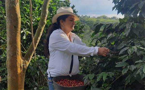 Caficultura colombiana: Eterna, bella, especial y con alma de mujer