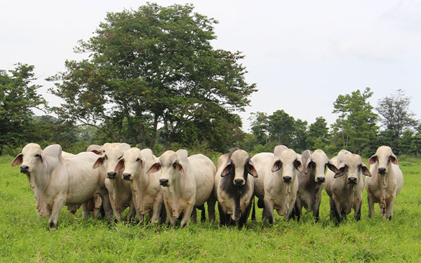 Por exportaciones, Colombia urge de repoblamiento bovino: Asocebú