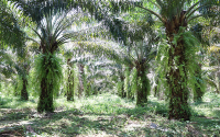 Sabana de Torres: Del pesar y la violencia al gozo por el aceite de palma