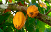 Prometedora labor cacaotera recibe oxigeno por cooperación internacional