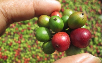 La producción de café de Colombia subió un 12 % en los últimos doce meses