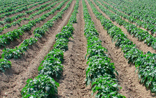 Geopolítica, incertidumbre y altibajos en el mercado de fertilizante: YARA