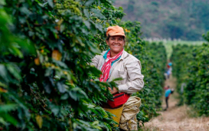 Actuales precios de la caficultura permiten optimizar cultivos: Montenegro